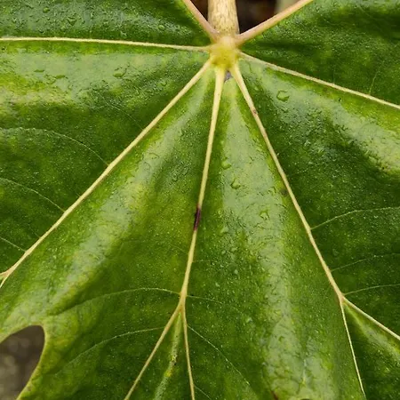 De Oude Slaght- Luxe Met Buitensauna Zaandam